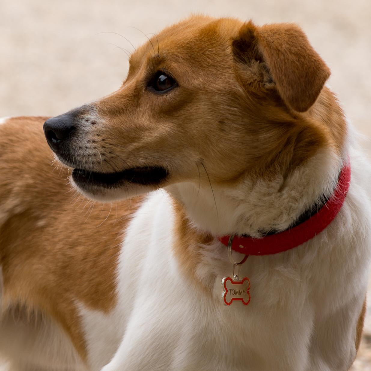 Targhetta Cane e Gatto personalizzata