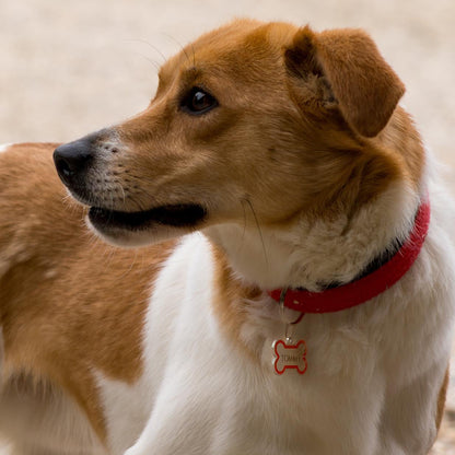 Targhetta Cane e Gatto personalizzata